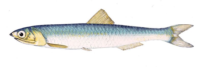 Dessin d'anchois commun,  cru