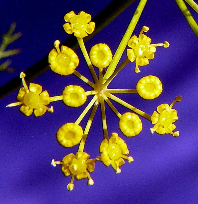Photo de fleur d'aneth, frais.
