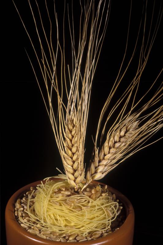 Photo de grains et d'épis de blé dur entier, crus.