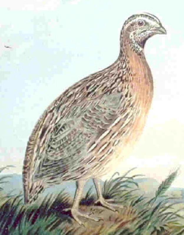 Caille, viande et peau, crue.