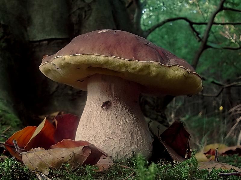 Photo de champignon, cèpe, cru.