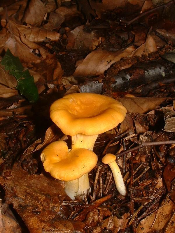 Champignon, chanterelle ou girolle, crue.