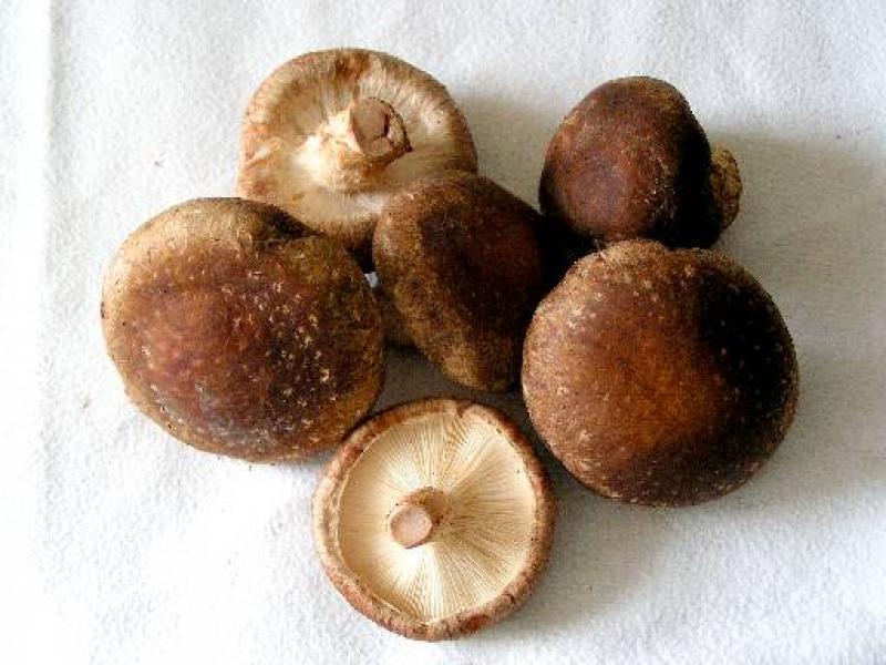 Champignon, lentin comestible ou shiitaké, cuit.