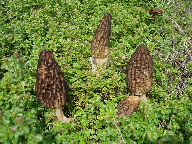 Champignon, morille, crue.