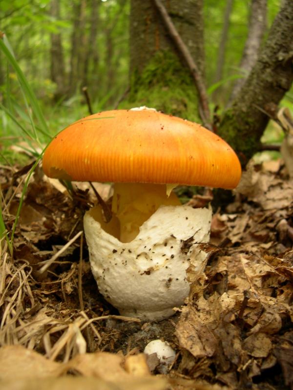 Champignon, oronge vraie, crue.