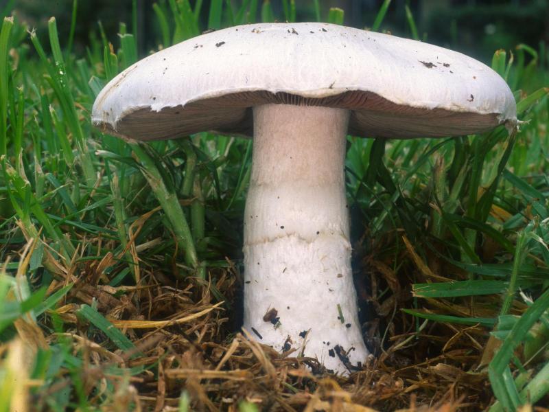 Champignon, rosé des prés, cru.