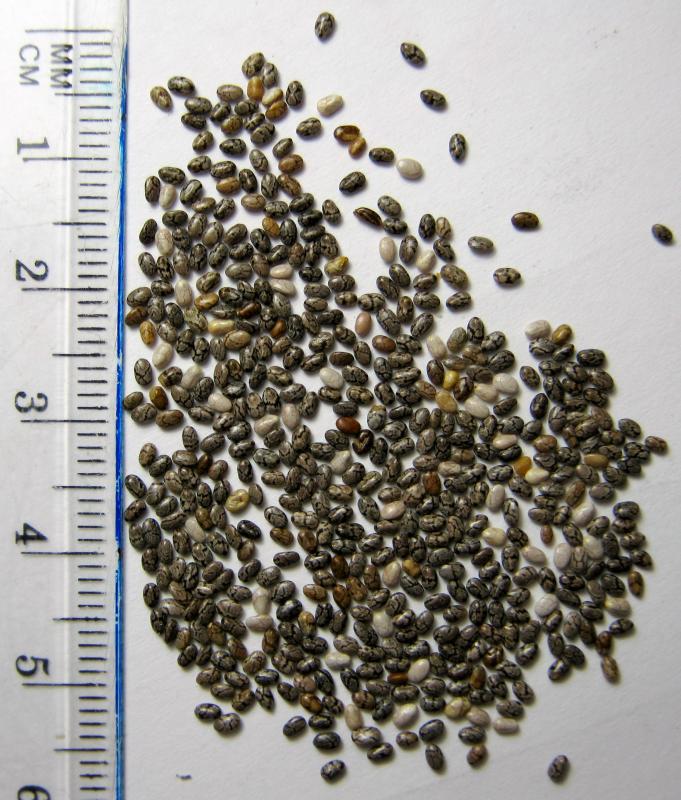 Chia, graines, séchées.