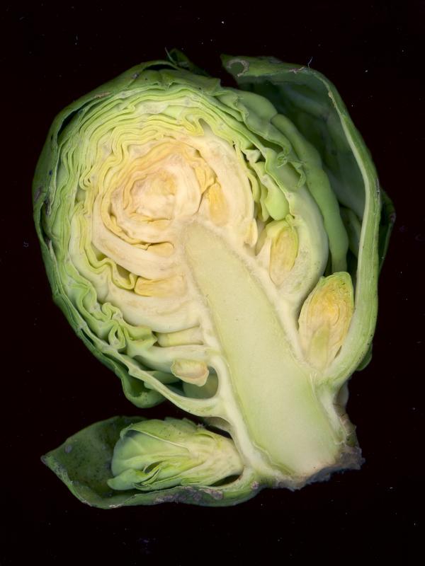 Photo de chou de Bruxelles, cru.