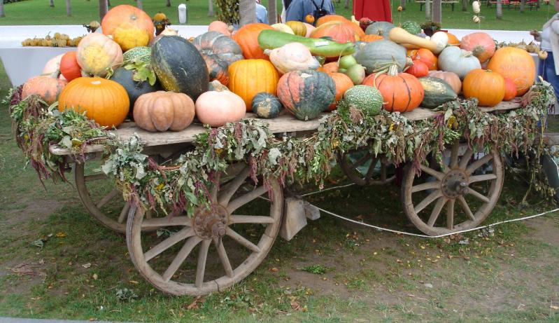 Photo de diverses espèces de courges crues.