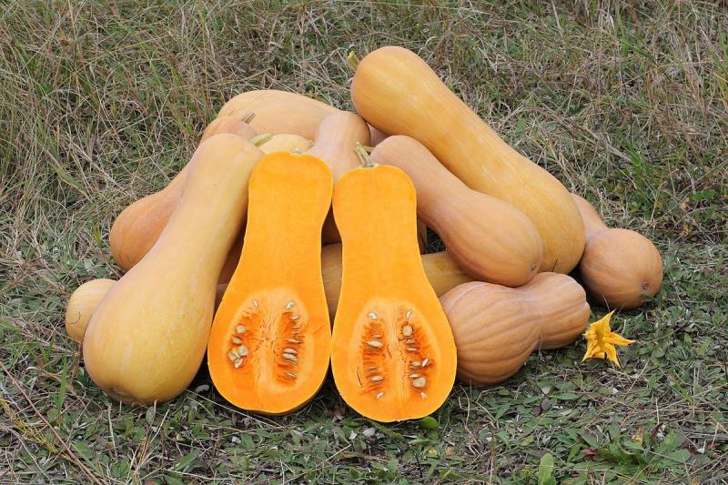Courge doubeurre (butternut), pulpe, crue.