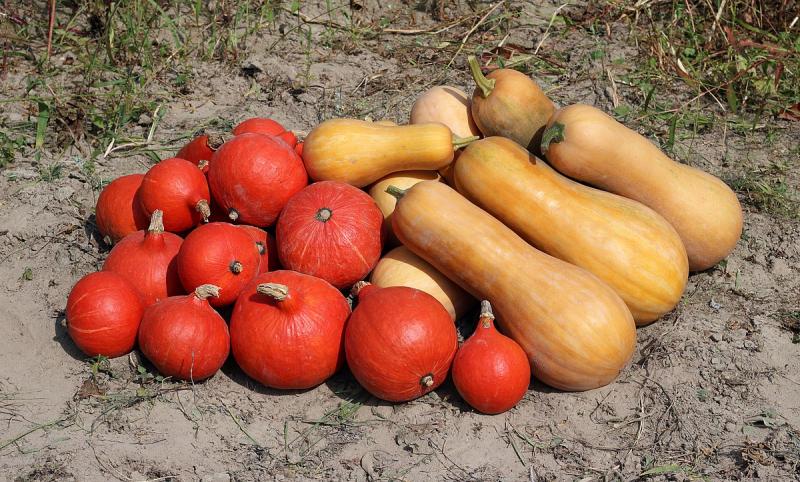 Courges musquées, pulpes, crues.