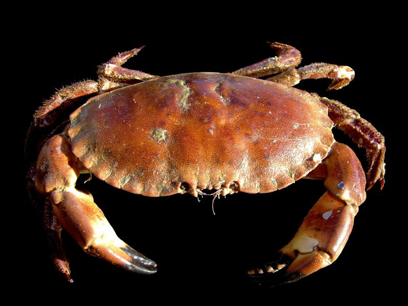 Photo d'un crabe, cru.
