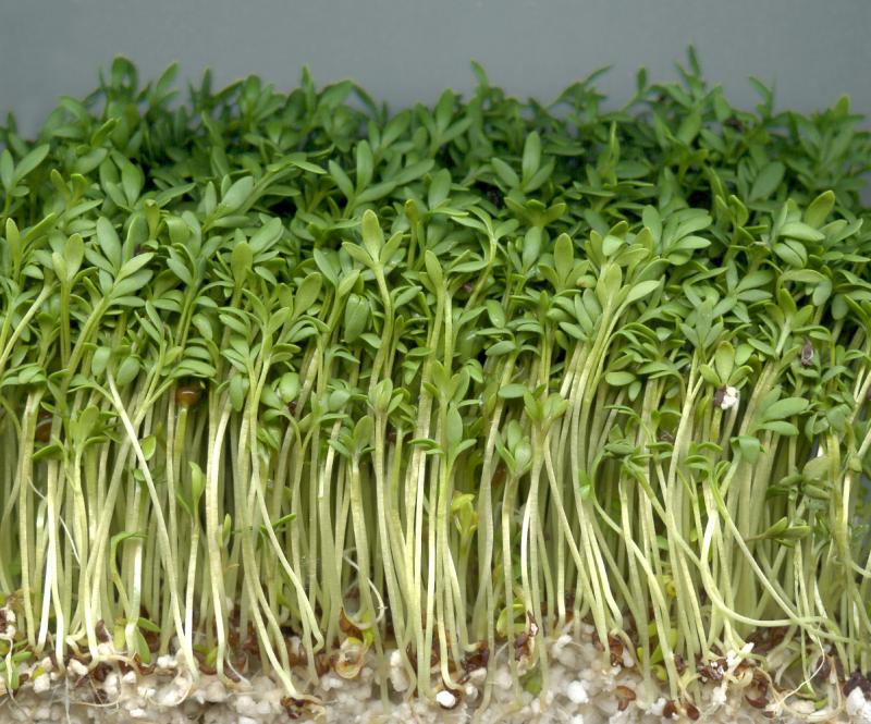   Cresson alénois, cru.