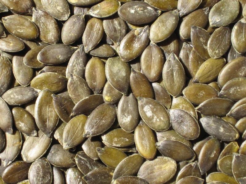 Photo de graines de cucurbitacées, séchées.
