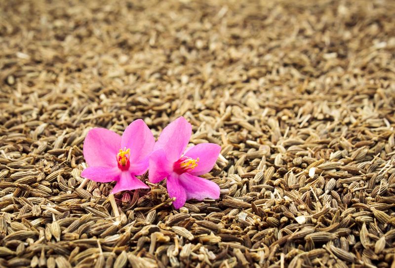 Photo de graines de cumin, avec une fleur d'orchidée.