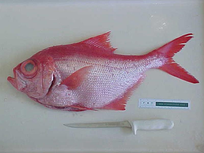 Dorade rose, ou daurade rose, crue.