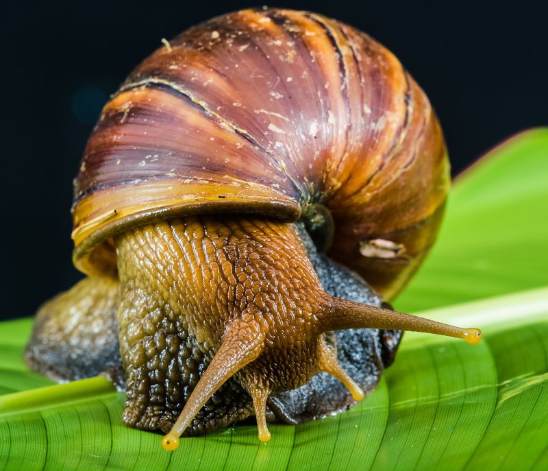 Icône d'escargot, cru