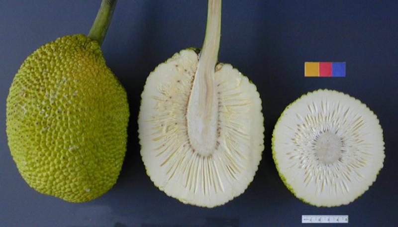 Fruit à pain, cru.