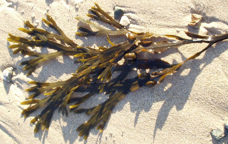 Photo de fucus vésiculeux (Fucus serratus ou Fucus vesiculosus).