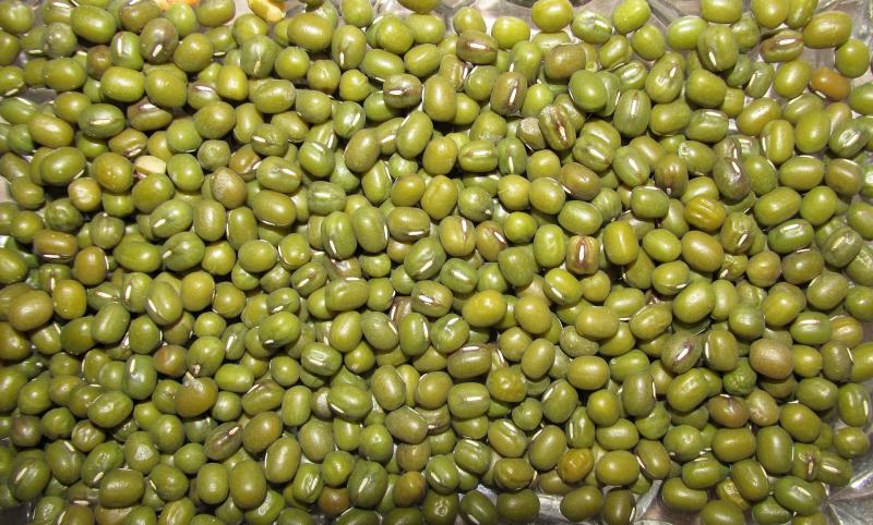 Photo de haricots flageolets, verts, secs.