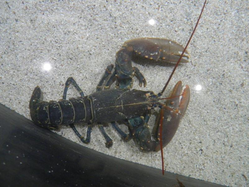Photo de  homard, cru.