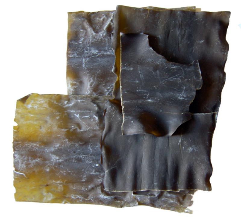 Photo de Kombu ou kombu japonais (Laminaria japonica), séchée ou déshydratée.