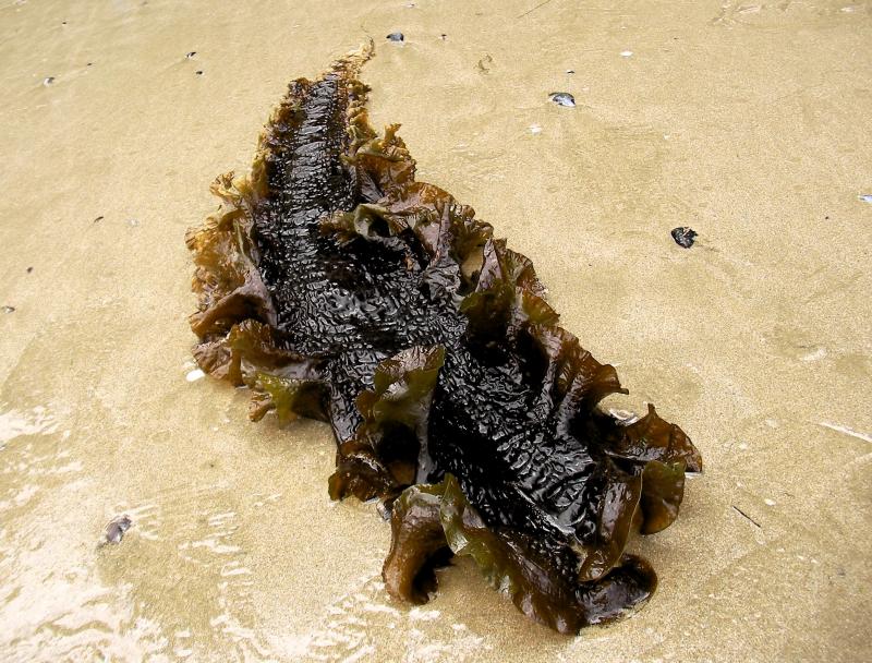 Photo de Kombu royal (Saccharina latissima), échouée sur un rocher en bord de mer.