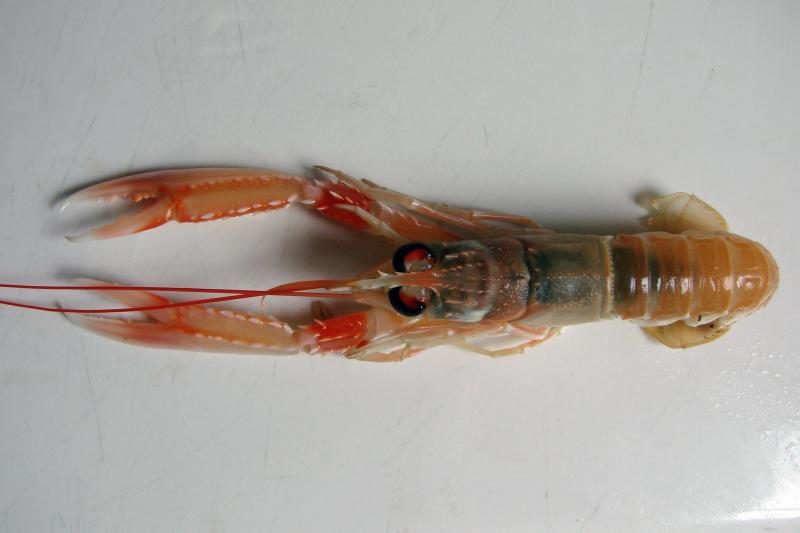 Photo de Langoustine, crue.