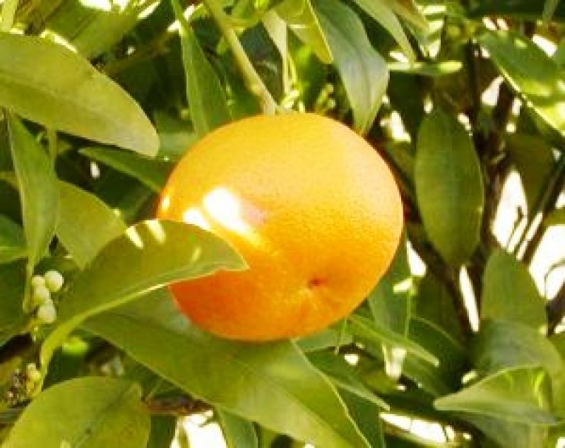 Mandarine, pulpe, crue.