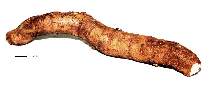 Manioc, racine crue.