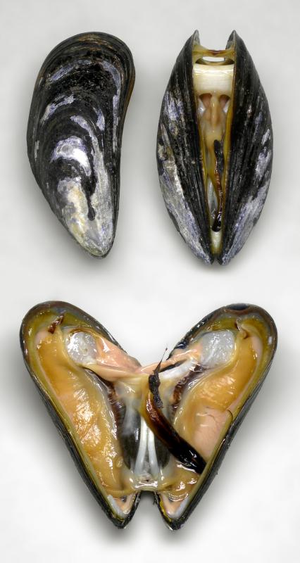 Photo de moules communes, crues.