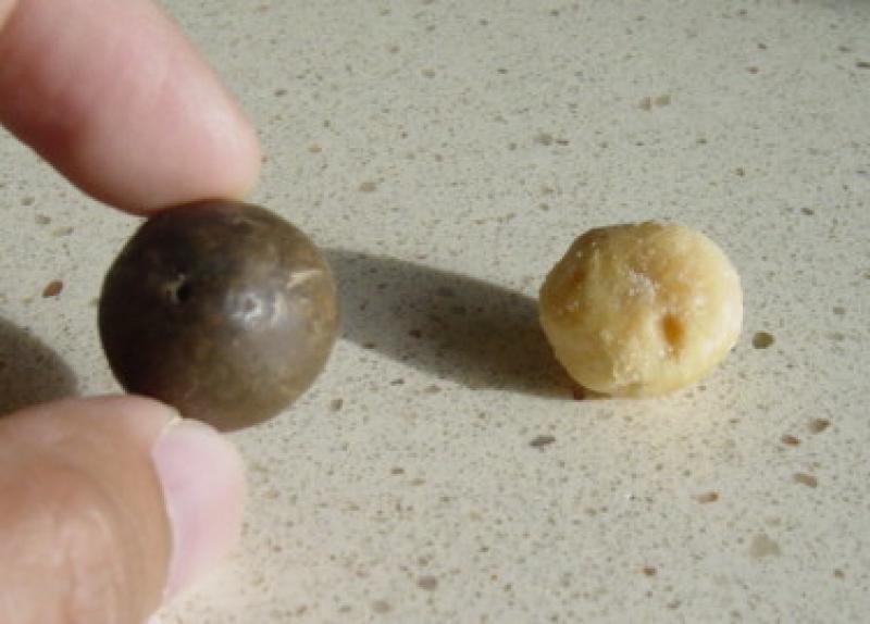 Photo de noix de Macadamia.