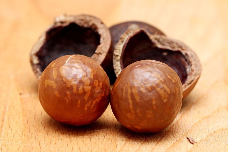 Icône de noix de Macadamia