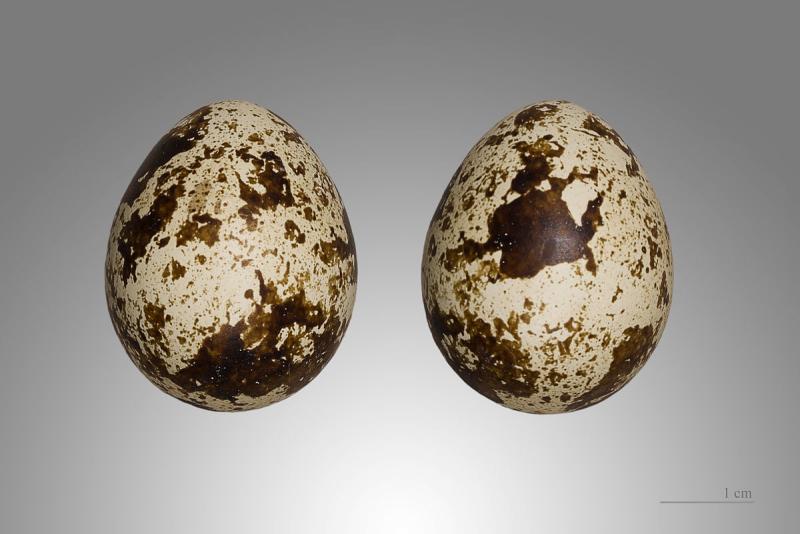 Oeufs de caille, crus.