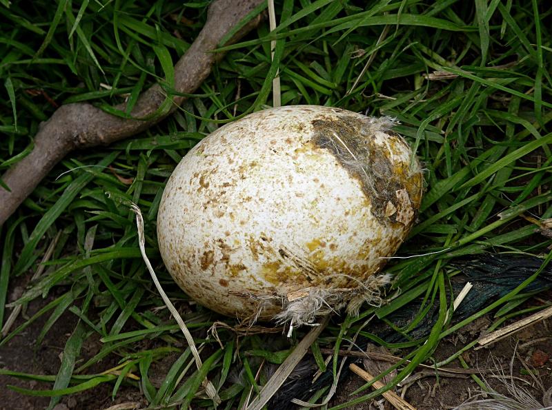 Oeuf de dinde, cru.