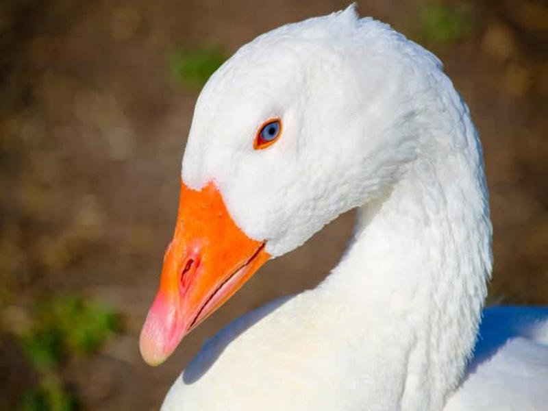 Oie, viande et peau, crue.