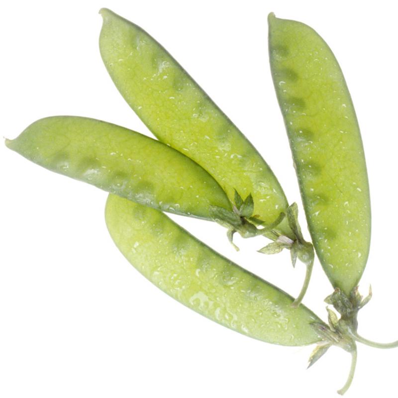 Pois mange-tout ou pois gourmand, cru.