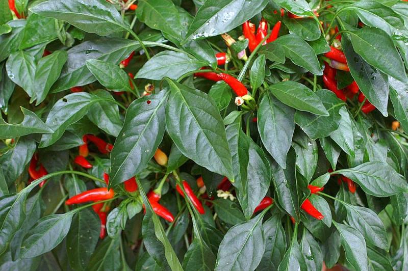 Photo d'un buisson de poivre de Cayenne ou piment de Cayenne.