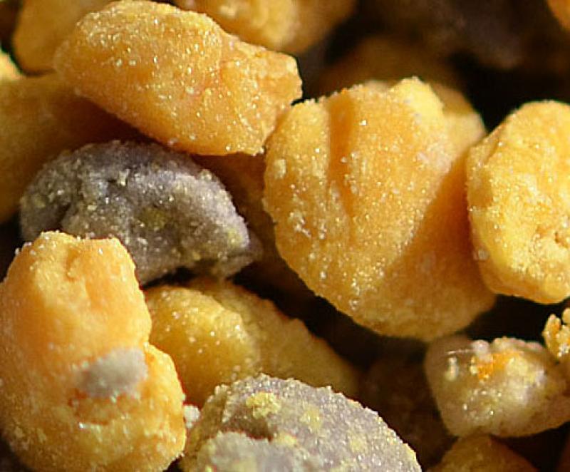 Photo de pelotes de pollen frais.
