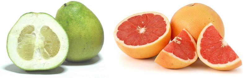 Pomelo (dit Pamplemousse), pulpe, cru.