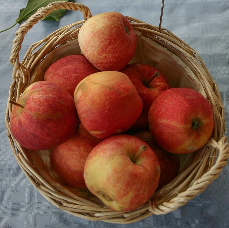 Pommes, pulpes et peaux, crues.