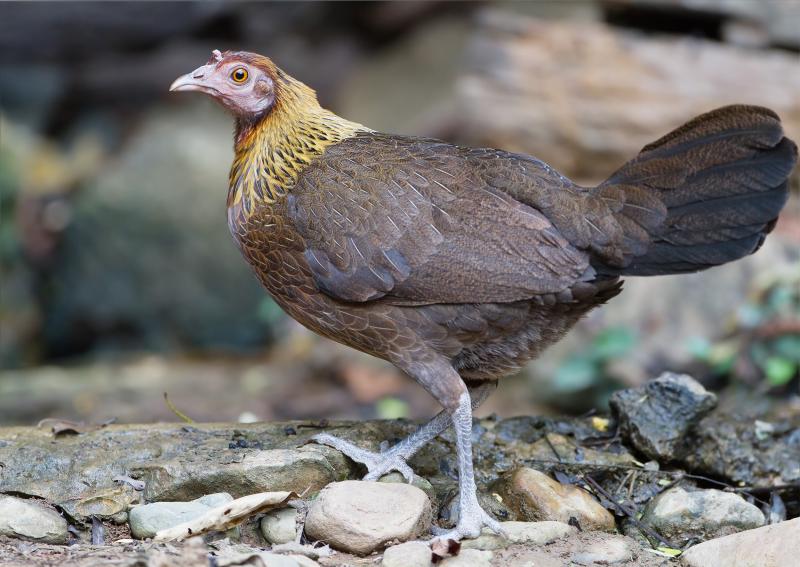 Poule, viande ,crue.
