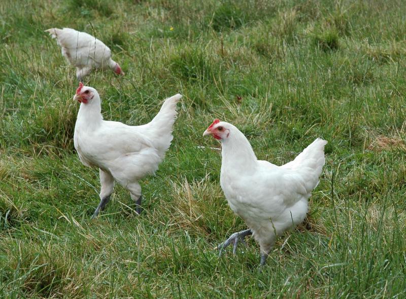 Poulets, ailes, viandes et peaux, crus.