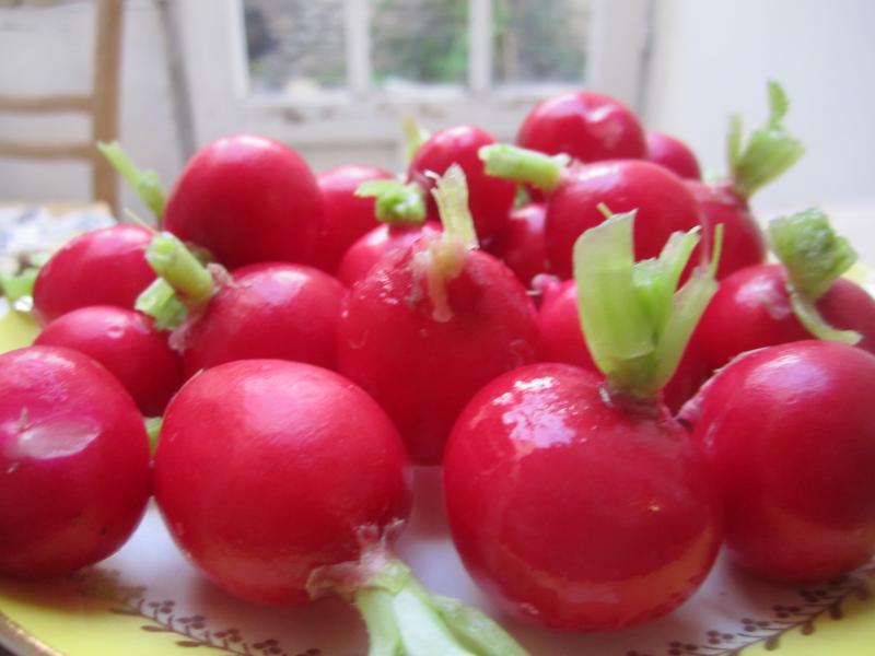 Photo de radis rouges, crus.