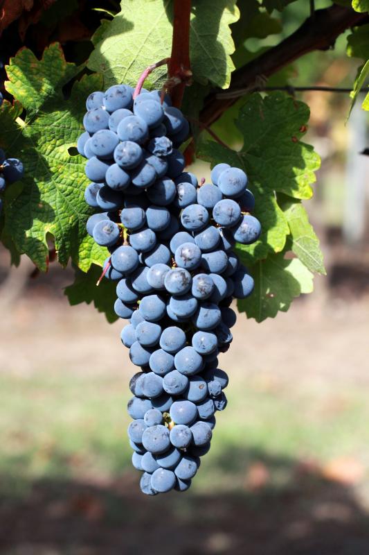 Raisin, cru.