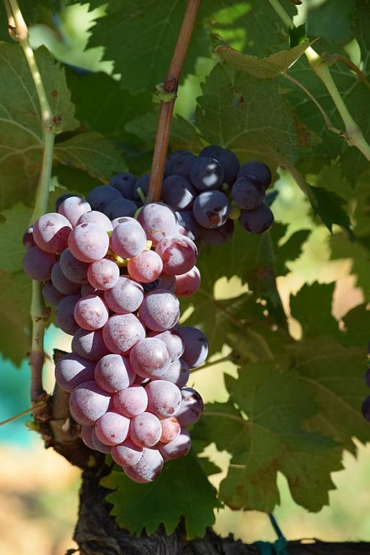 Raisin noir, cru.