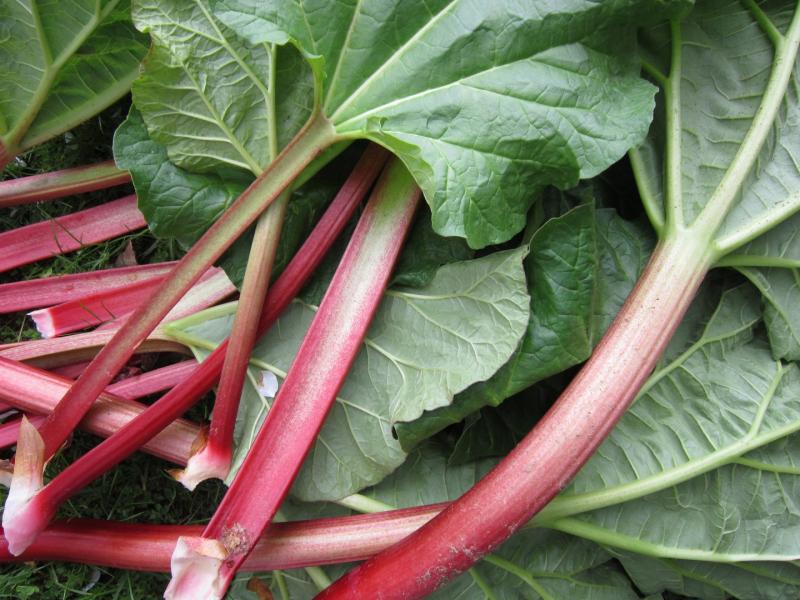 De la rhubarbe fraîchement cueilli dans un jardin