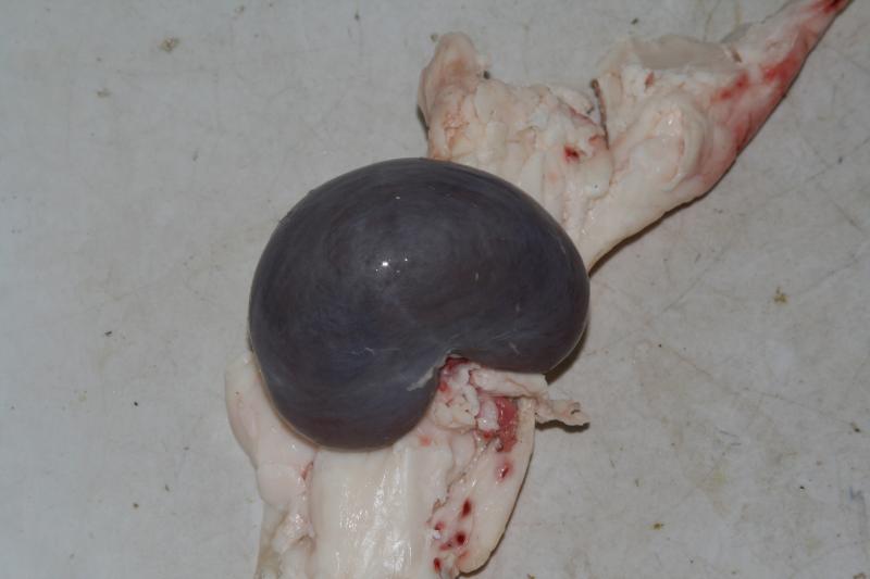 Photo d'un rognon d'agneau cru.