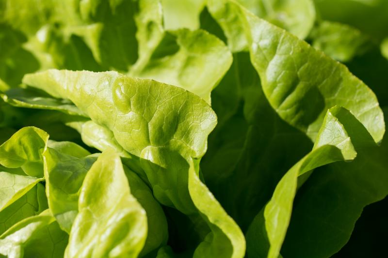 Photo de salade verte, sans assaisonnement.