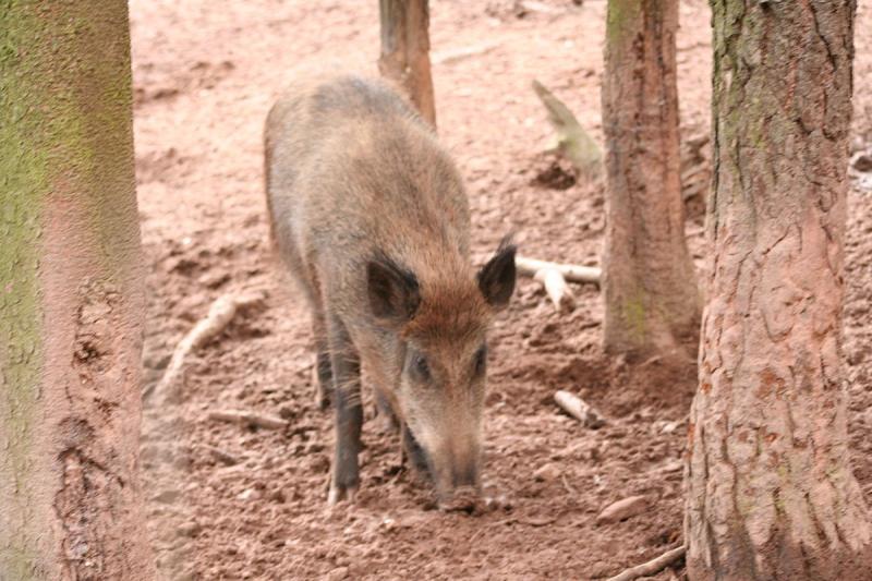 Sanglier, cru.